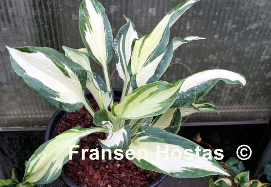 Hosta Hans